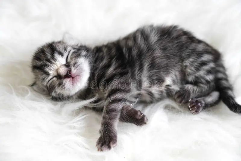 Mila the newborn kitten