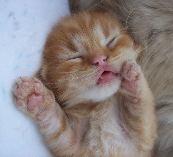 Miso the kitten
