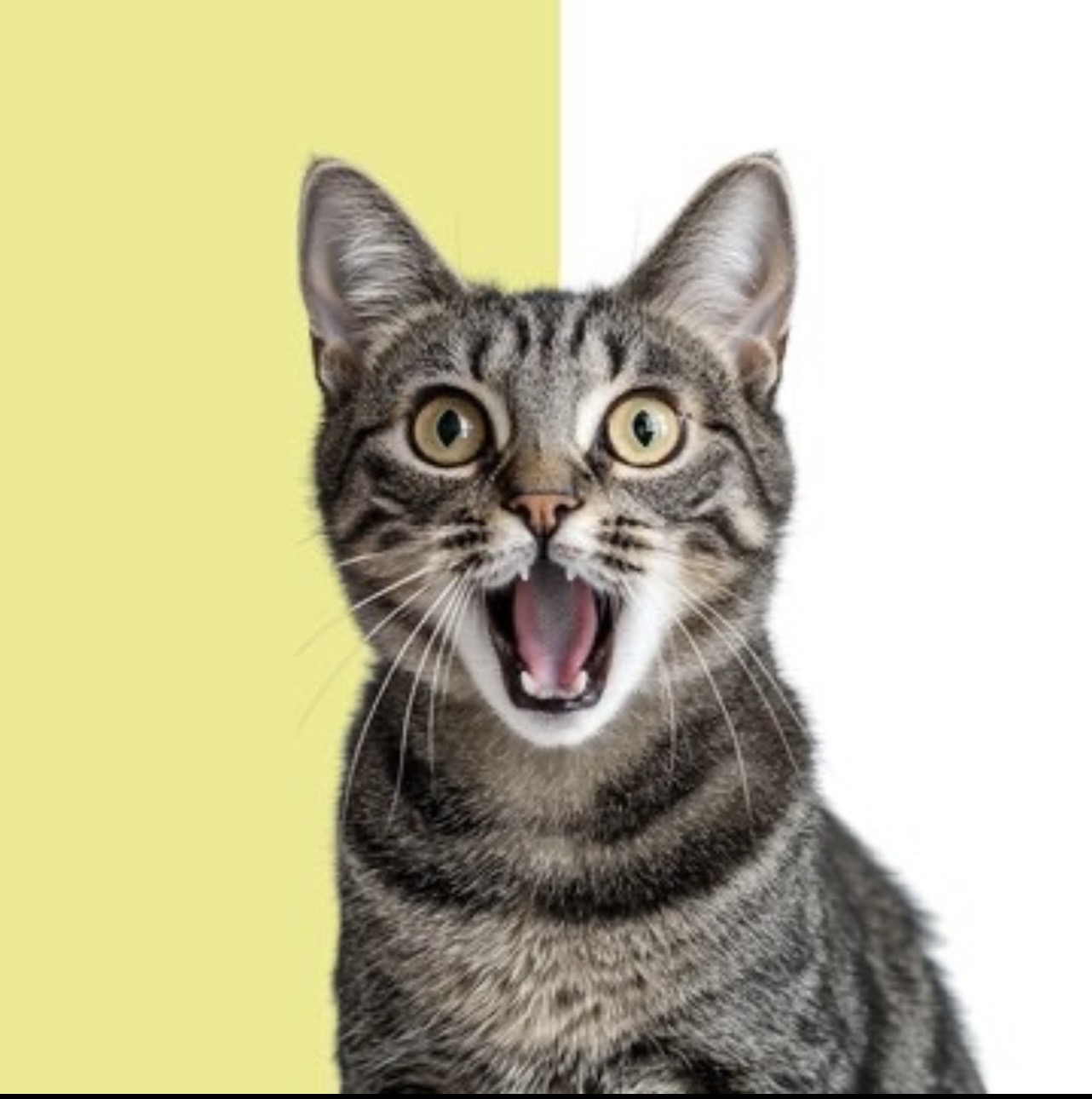 Stormy the cat